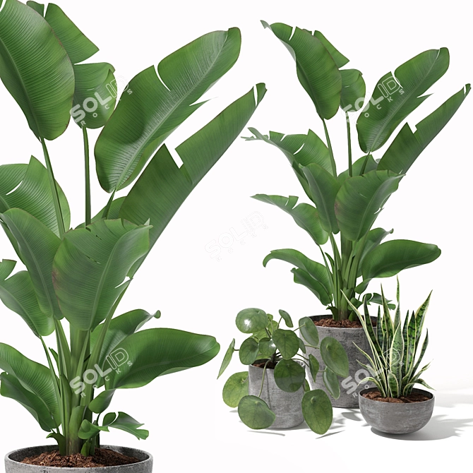 Tropical Plant Set: Sansevieria, Japanese Banana, Ficus, Pilea 3D model image 3