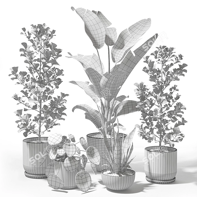 Tropical Plant Set: Sansevieria, Japanese Banana, Ficus, Pilea 3D model image 4