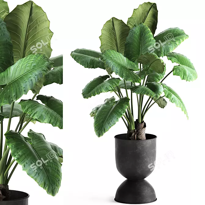 Tropical Collection: Exotic Alocasia Plants 3D model image 1