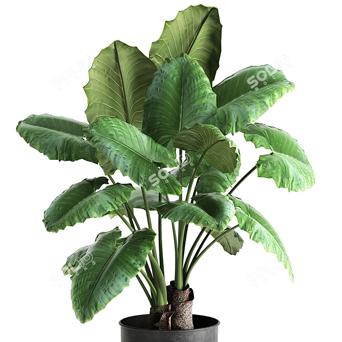 Tropical Collection: Exotic Alocasia Plants 3D model image 3