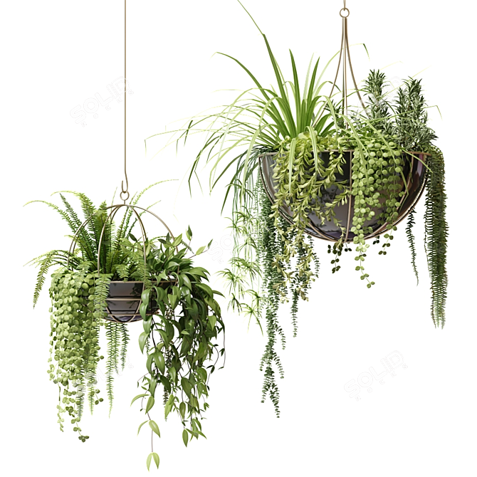 Ampelous Plants in Hanging Pots Set 3D model image 1