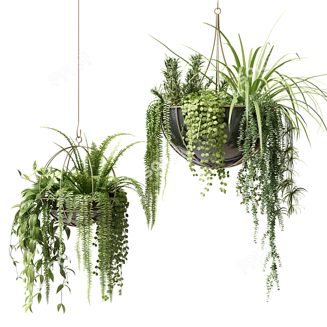 Ampelous Plants in Hanging Pots Set 3D model image 2