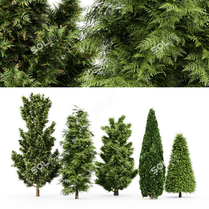 5 Evergreen Trees - Leyland Cypress, Slender Hinoki, Rocky Mountain - 4K Texture - 3D Models 3D model image 1