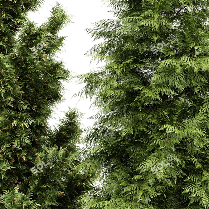 5 Evergreen Trees - Leyland Cypress, Slender Hinoki, Rocky Mountain - 4K Texture - 3D Models 3D model image 2