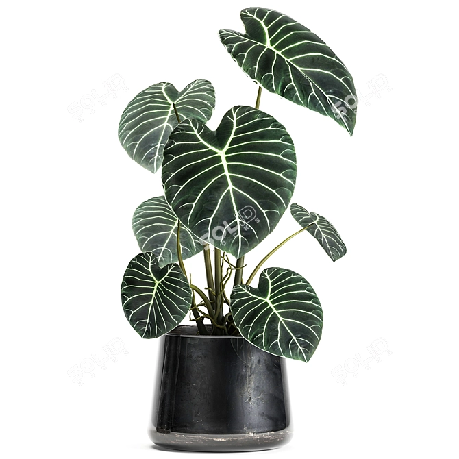 Exotic Indoor & Outdoor Plant Collection 3D model image 2