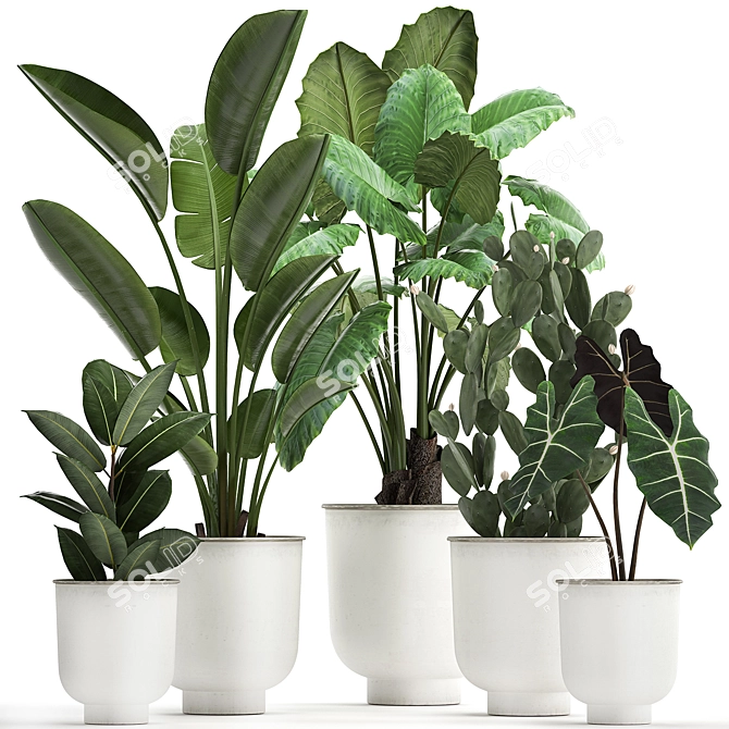 Tropical Plant Collection, White Pots 3D model image 1