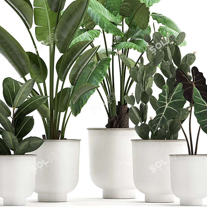 Tropical Plant Collection, White Pots 3D model image 3