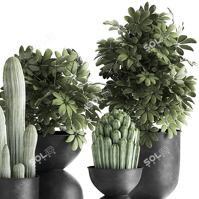 Tropical Plant Collection | Exotic & Decorative Outdoor & Indoor Plants with Black Pots 3D model image 3