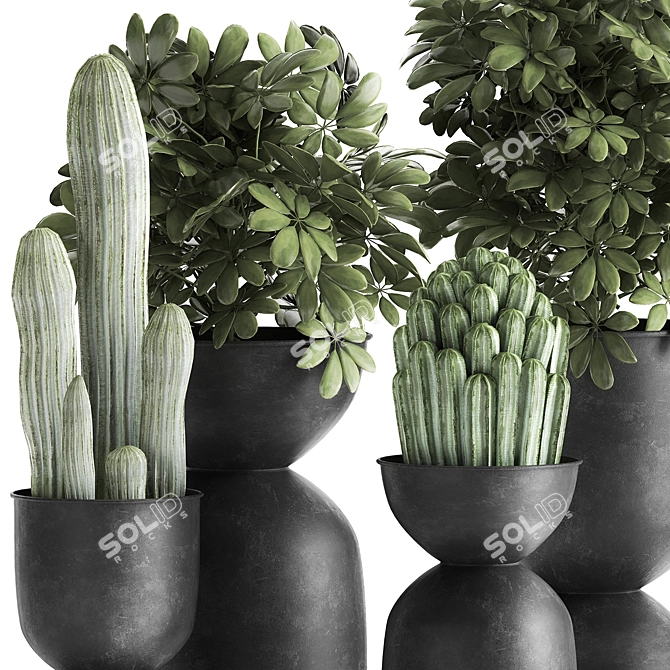 Tropical Plant Collection | Exotic & Decorative Outdoor & Indoor Plants with Black Pots 3D model image 4