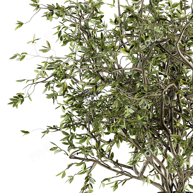 Refreshing Green Branch Bouquet 3D model image 2