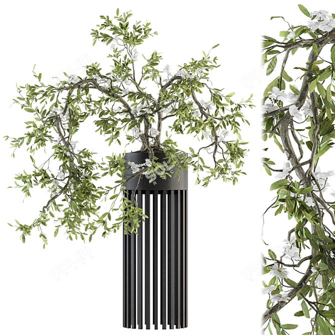 Majestic Bonsai Duo: Indoor Plant Set 3D model image 1