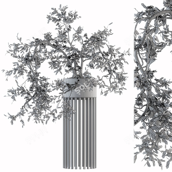 Majestic Bonsai Duo: Indoor Plant Set 3D model image 4