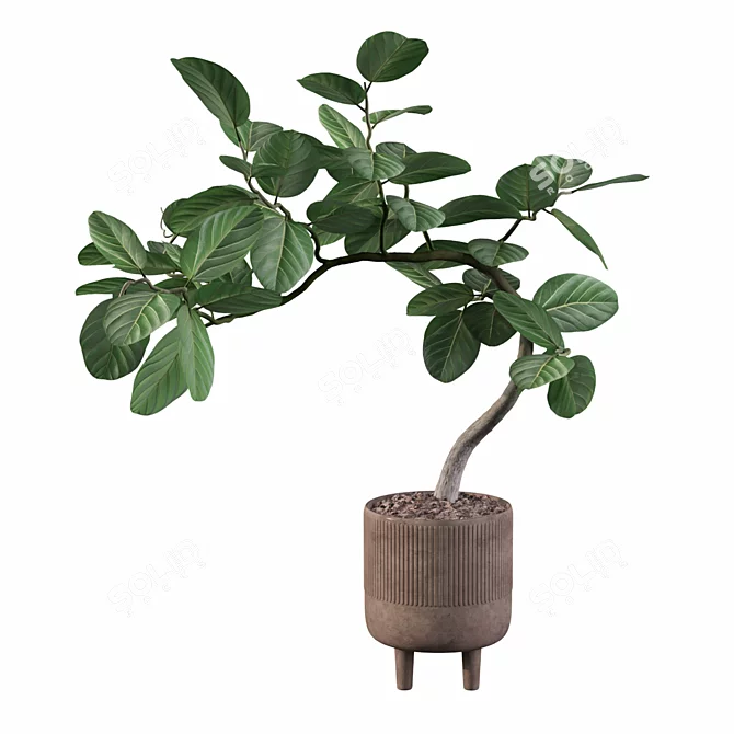 Tropical Elegance: Ficus Benghalensis 3D model image 3