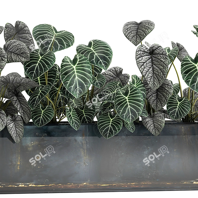 Exotic Plant Collection: Anthurium, Alocasia & More 3D model image 3