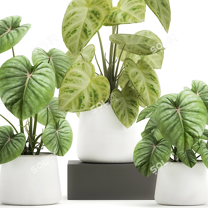 Exotic Indoor & Outdoor Plant Collection 3D model image 3