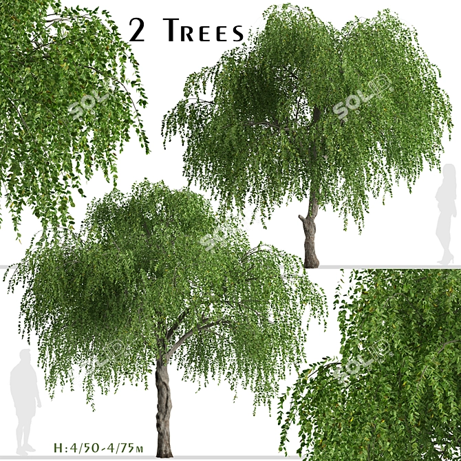 Chinese Elm Trees: Stunning Pair for your Garden! 3D model image 2