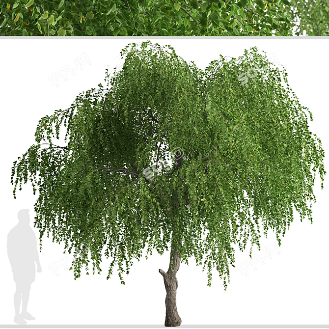 Chinese Elm Trees: Stunning Pair for your Garden! 3D model image 3