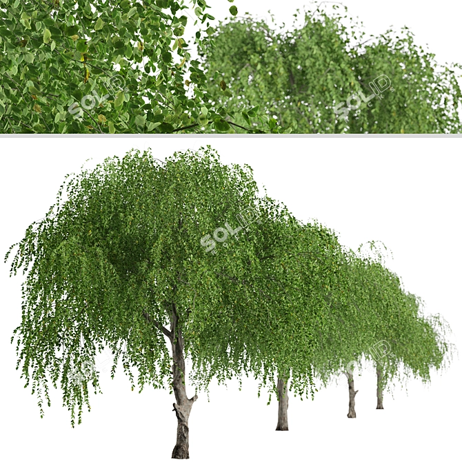 Chinese Elm Trees: Stunning Pair for your Garden! 3D model image 4