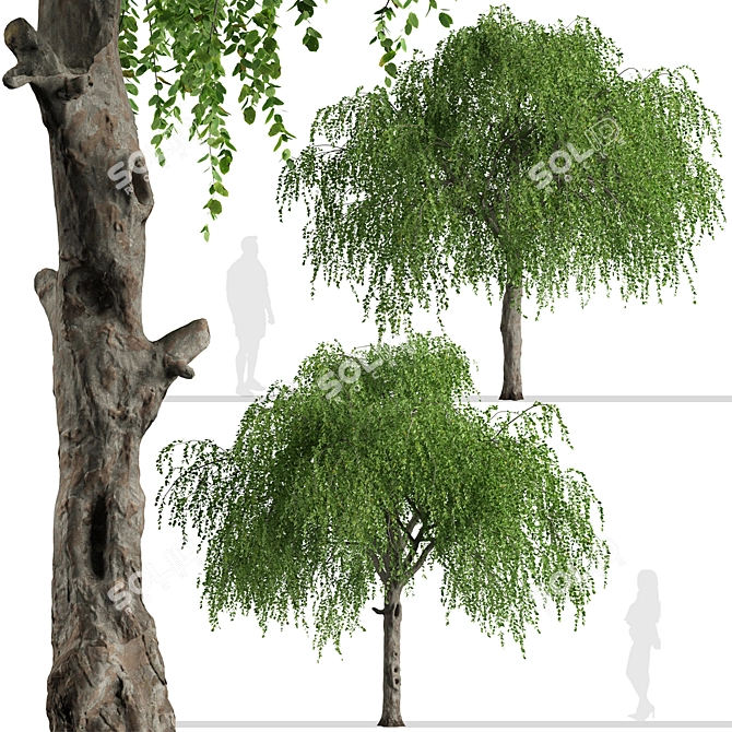 Chinese Elm Trees: Stunning Pair for your Garden! 3D model image 5