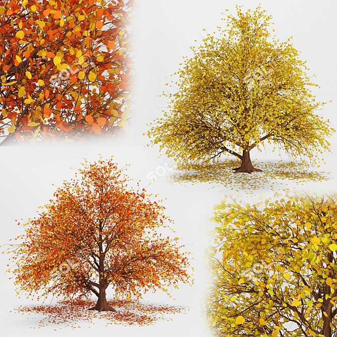 Autumnal Tree Pack: 2 Unique Trees 3D model image 1