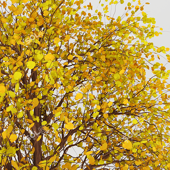 Autumnal Tree Pack: 2 Unique Trees 3D model image 5