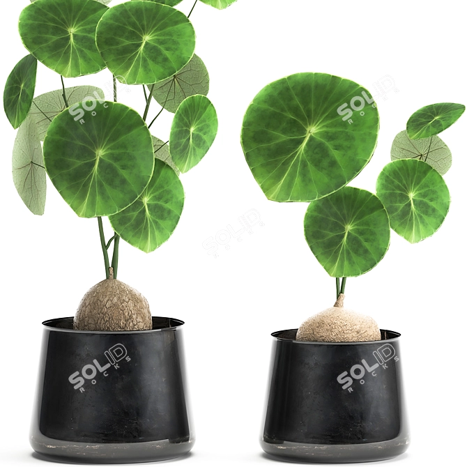 Tropical Plant Collection: Exotic & Stylish! 3D model image 5