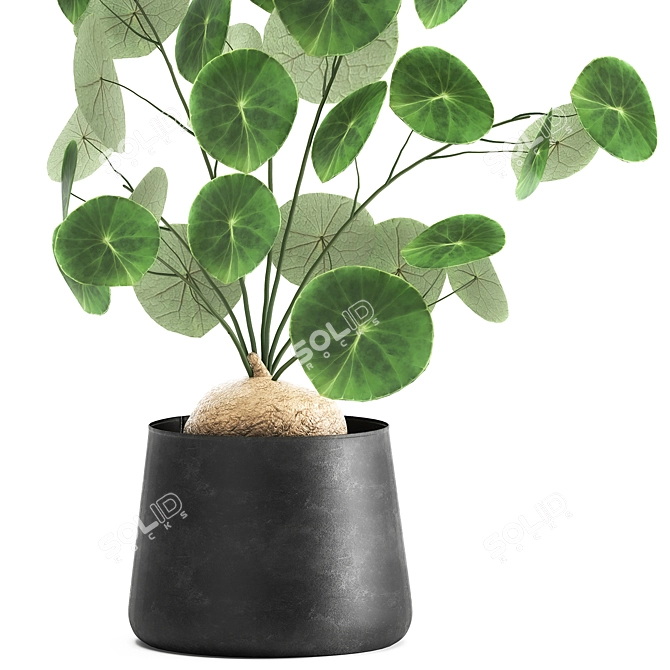 Exotic Black Pot Plant Collection 3D model image 2