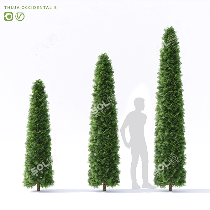 Premium Thuja occidentalis - Exquisite Collection 3D model image 1