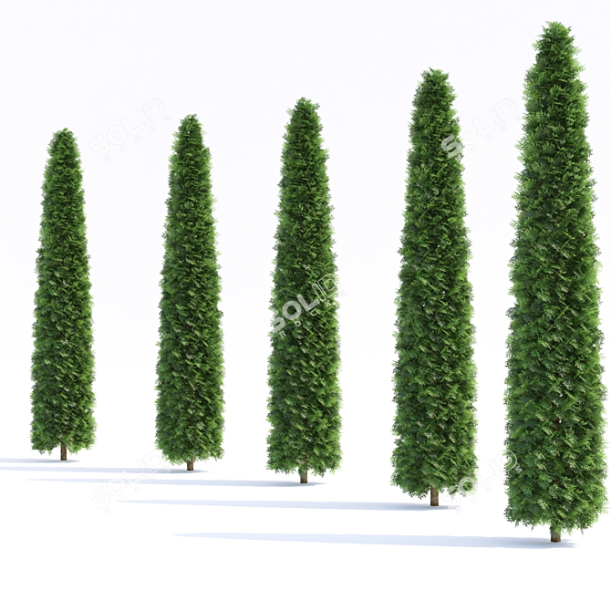 Premium Thuja occidentalis - Exquisite Collection 3D model image 2