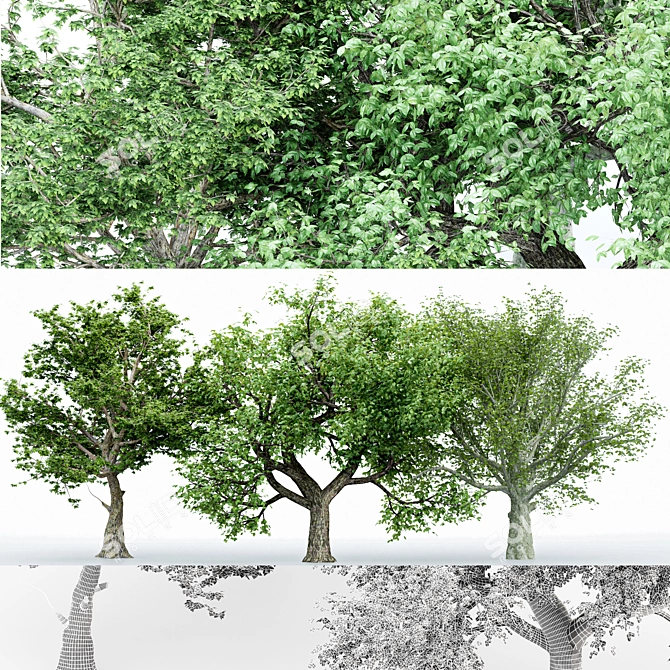  3 Distinctive Tree Models - American Beech, Sycamore, and Amur Cork 3D model image 1