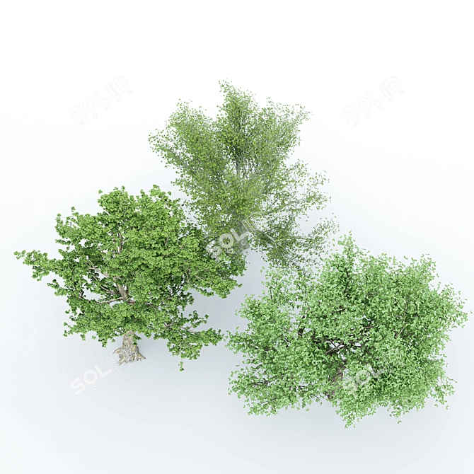  3 Distinctive Tree Models - American Beech, Sycamore, and Amur Cork 3D model image 2