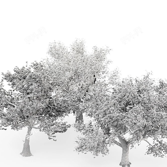  3 Distinctive Tree Models - American Beech, Sycamore, and Amur Cork 3D model image 4