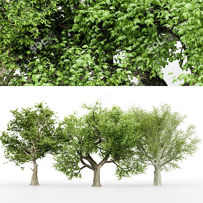  3 Distinctive Tree Models - American Beech, Sycamore, and Amur Cork 3D model image 5