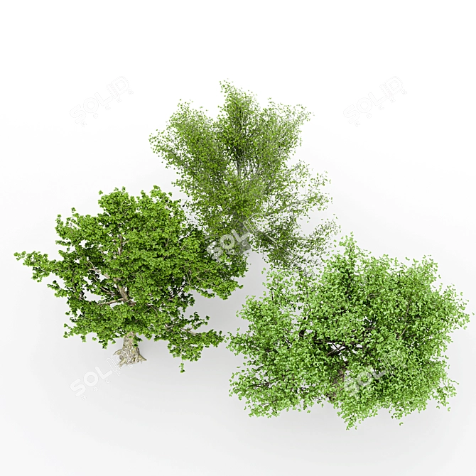  3 Distinctive Tree Models - American Beech, Sycamore, and Amur Cork 3D model image 7