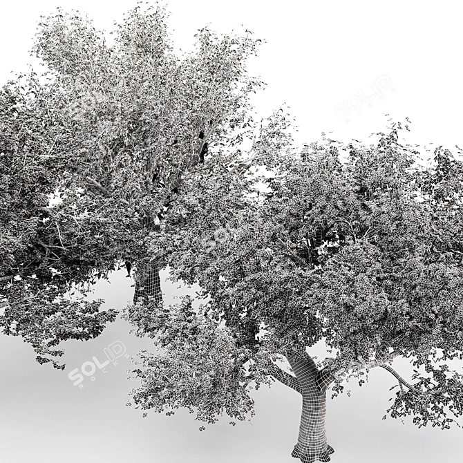  3 Distinctive Tree Models - American Beech, Sycamore, and Amur Cork 3D model image 8