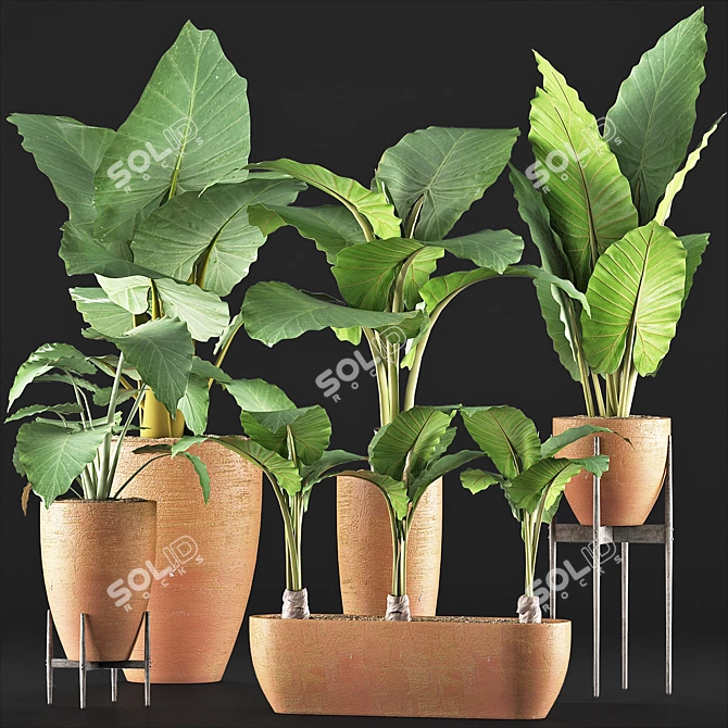 Exquisite Alocasia Macrorrhiza Collection 3D model image 1