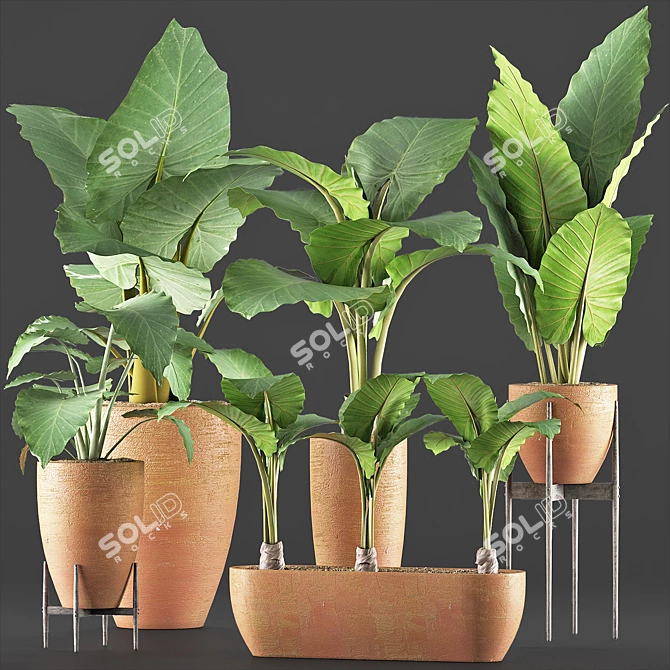 Exquisite Alocasia Macrorrhiza Collection 3D model image 2