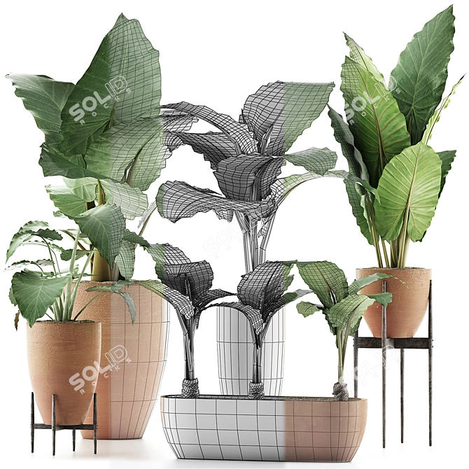 Exquisite Alocasia Macrorrhiza Collection 3D model image 3