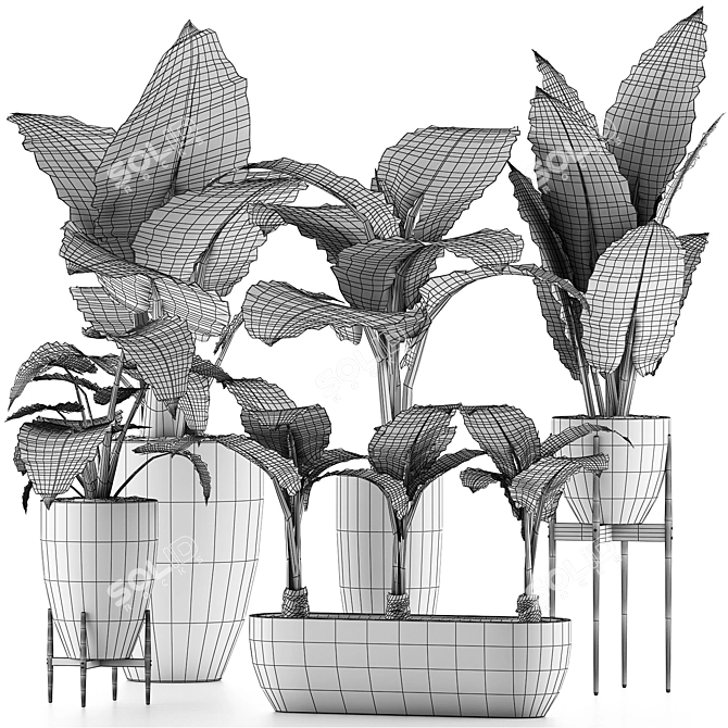 Exquisite Alocasia Macrorrhiza Collection 3D model image 4