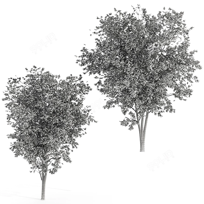 Dual Ashes Tree Sculptures 3D model image 4