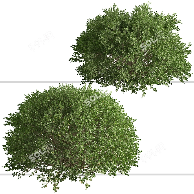 3-Piece Boxwood Shrub Set: Elegant & Evergreen 3D model image 1