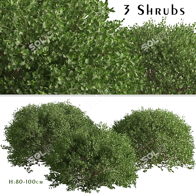 3-Piece Boxwood Shrub Set: Elegant & Evergreen 3D model image 2