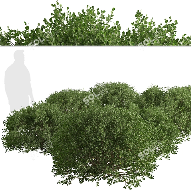 3-Piece Boxwood Shrub Set: Elegant & Evergreen 3D model image 3