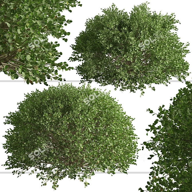 3-Piece Boxwood Shrub Set: Elegant & Evergreen 3D model image 4