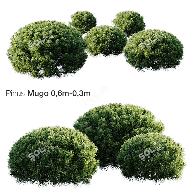 Majestic Mountain Pine Mugo 3D model image 1