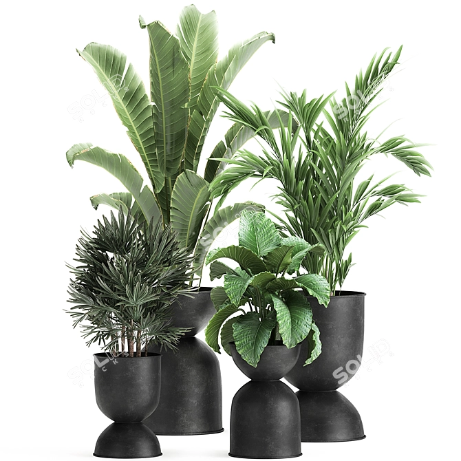 Exotic Plant Collection: Alocasia, Strelitzia, Banana Palm 3D model image 1