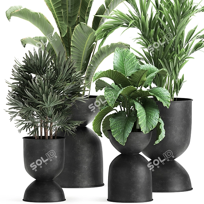 Exotic Plant Collection: Alocasia, Strelitzia, Banana Palm 3D model image 2