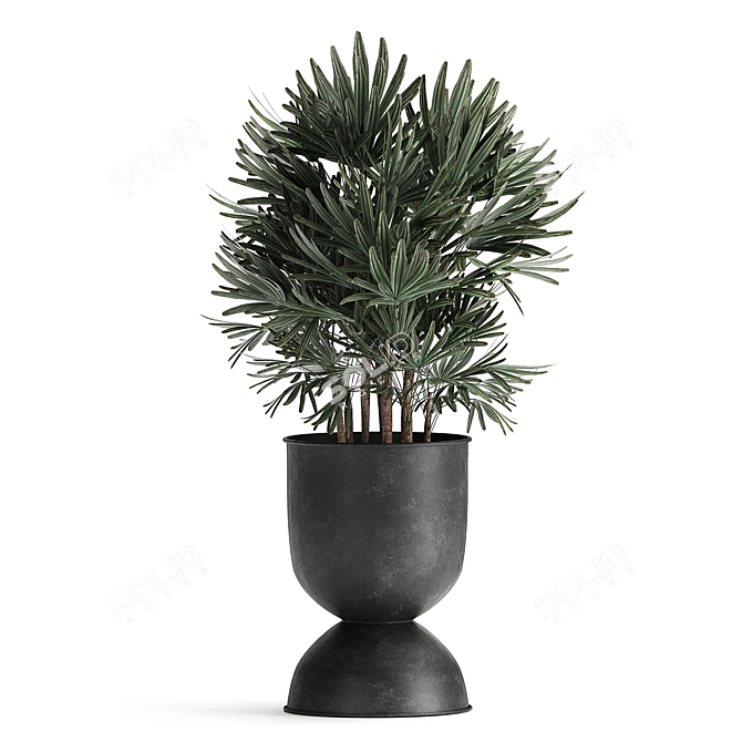 Exotic Plant Collection: Alocasia, Strelitzia, Banana Palm 3D model image 3