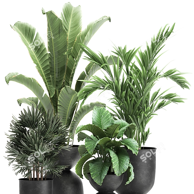 Exotic Plant Collection: Alocasia, Strelitzia, Banana Palm 3D model image 4