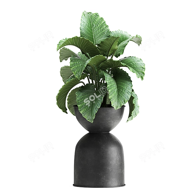 Exotic Plant Collection: Alocasia, Strelitzia, Banana Palm 3D model image 5